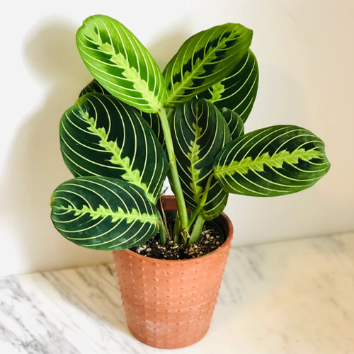 Maranta