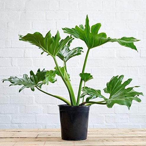 Philodendron